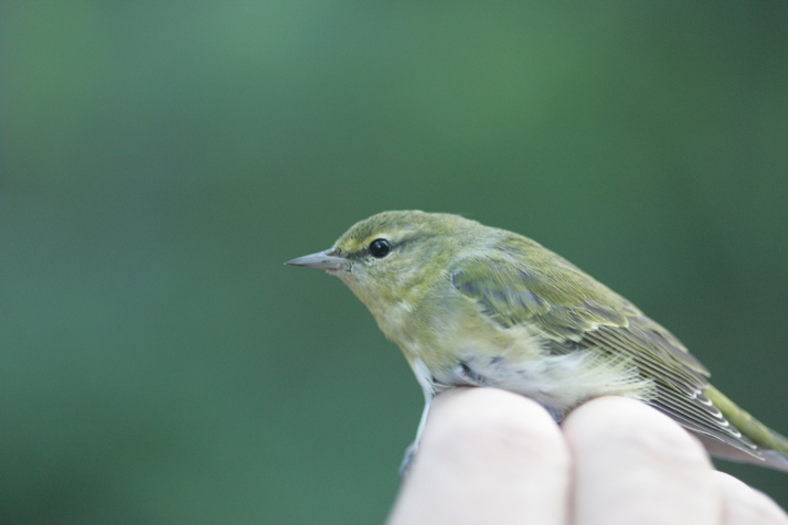 Full Size Image = 2214 K