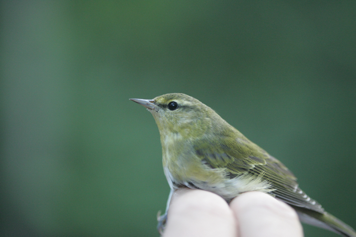 Full Size Image = 2295 K