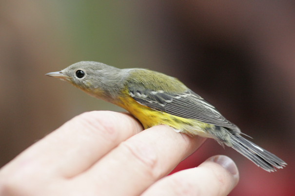 Full Size Image = 1571 K