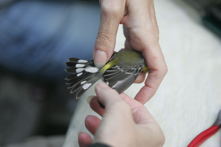 Full Size Image = 2098 K