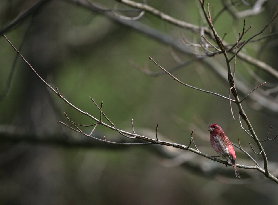 Full Size Image = 8472 K