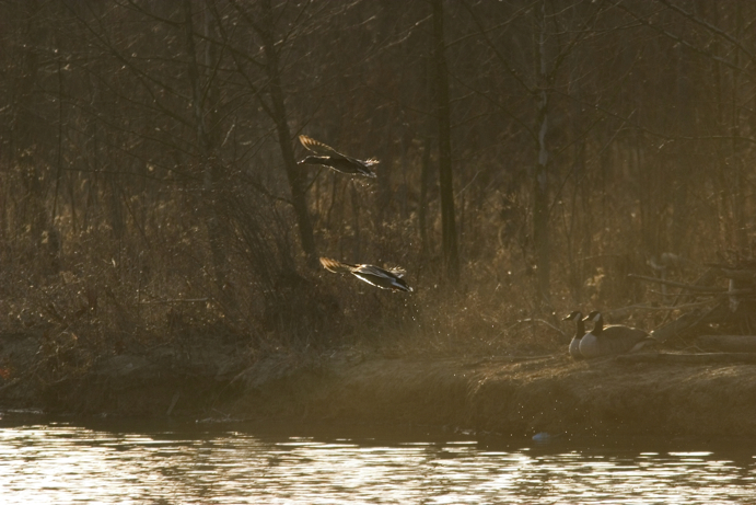 Full Size Image = 1034 K