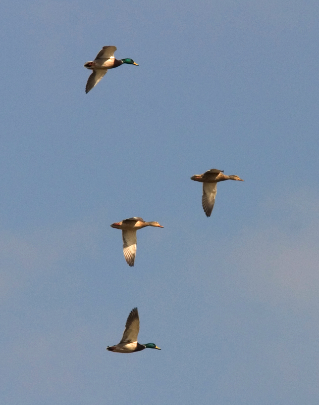 Full Size Image = 582 K