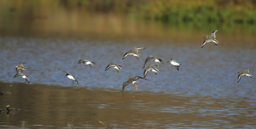 Full Size Image = 1940 K