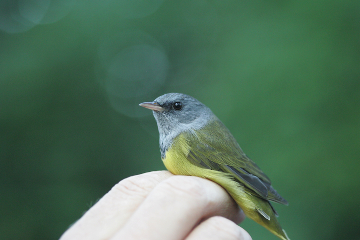 Full Size Image = 12663 K