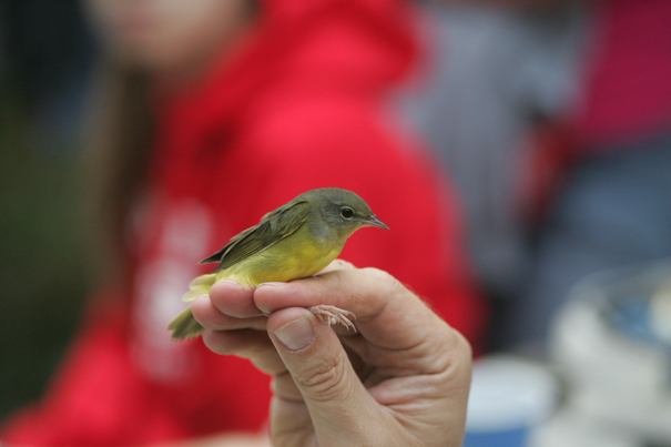 Full Size Image = 1495 K