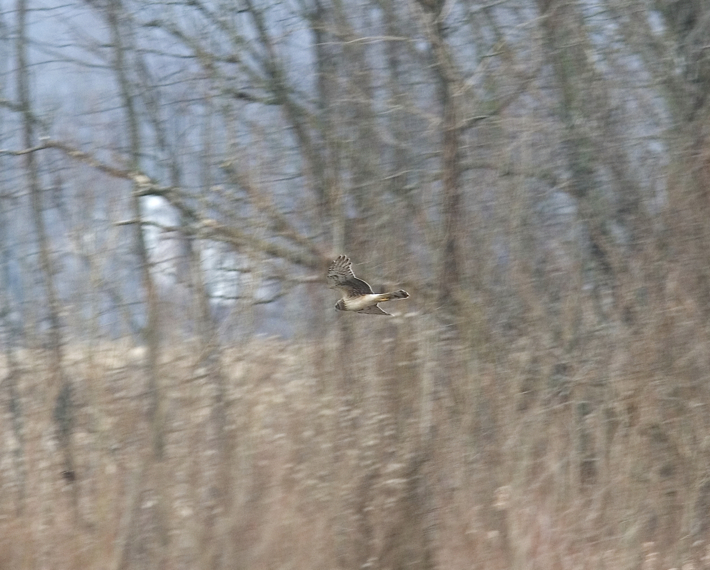 Full Size Image = 1316 K