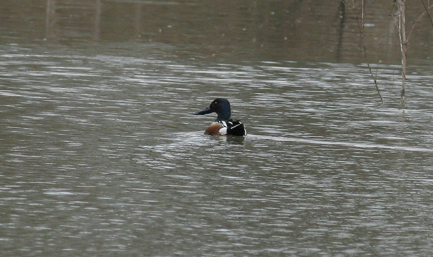 Full Size Image = 367 K