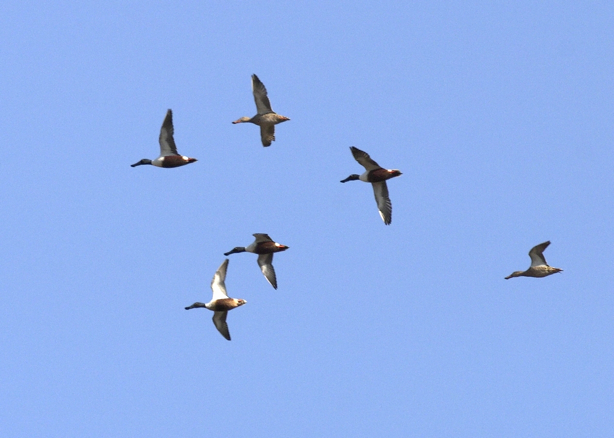 Full Size Image = 643 K