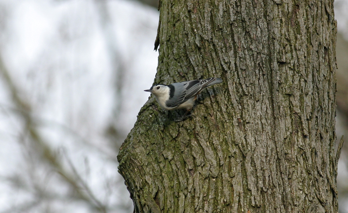 Full Size Image = 1024 K