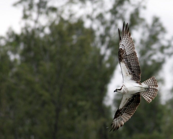 Full Size Image = 1472 K