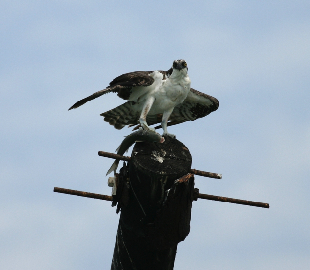 Full Size Image = 1225 K