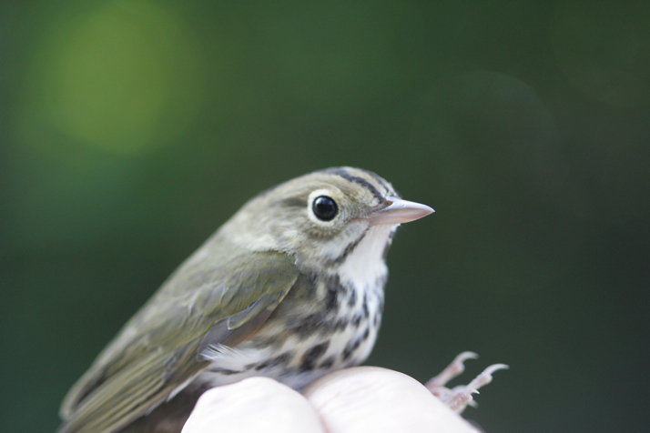 Full Size Image = 12664 K