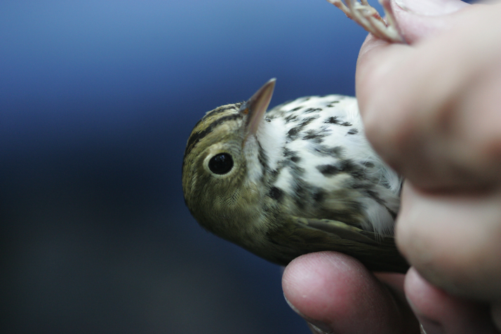 Full Size Image = 12664 K