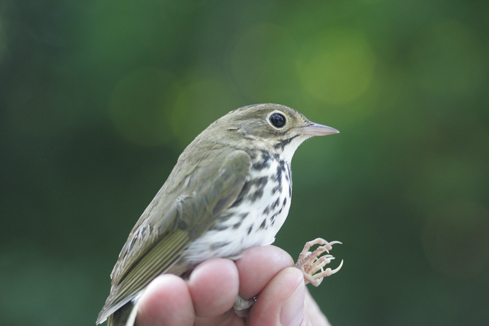 Full Size Image = 12664 K