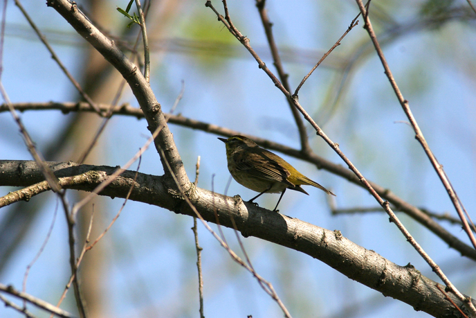 Full Size Image = 1336 K