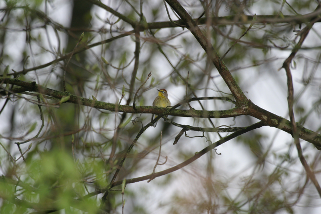 Full Size Image = 770 K