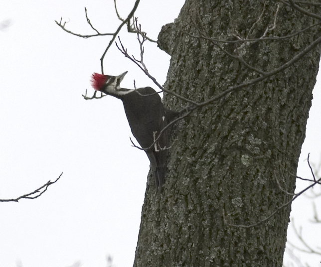 Full Size Image = 570 K