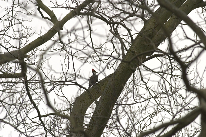 Full Size Image = 1329 K