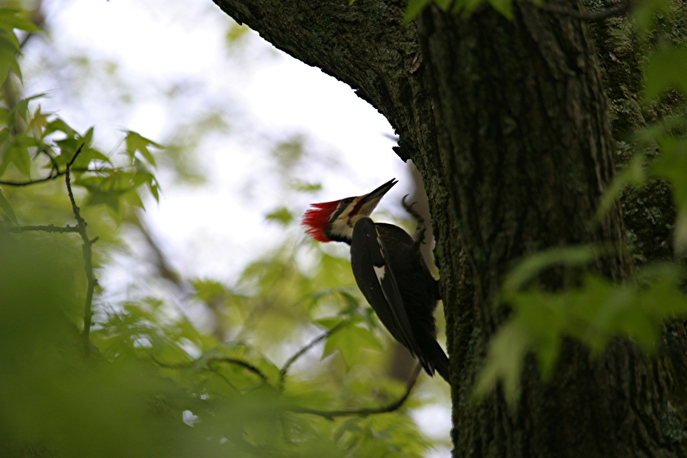 Full Size Image = 857 K