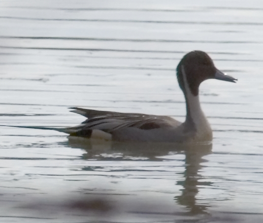 Northern Pintail