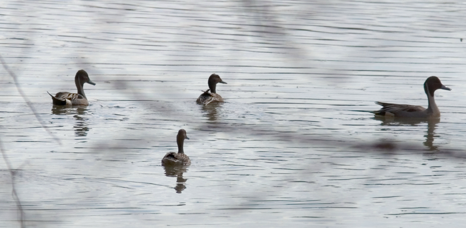 Full Size Image = 989 K