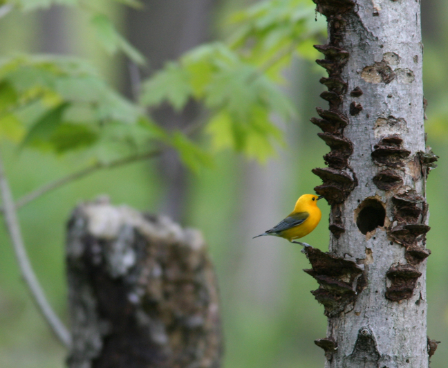 Full Size Image = 1071 K