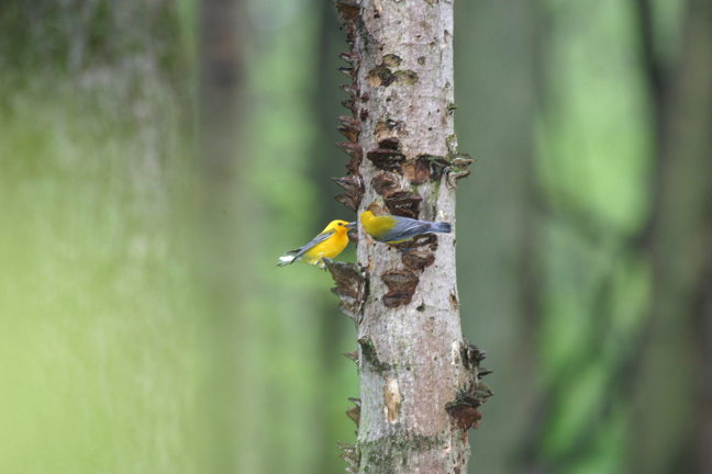 Full Size Image = 837 K