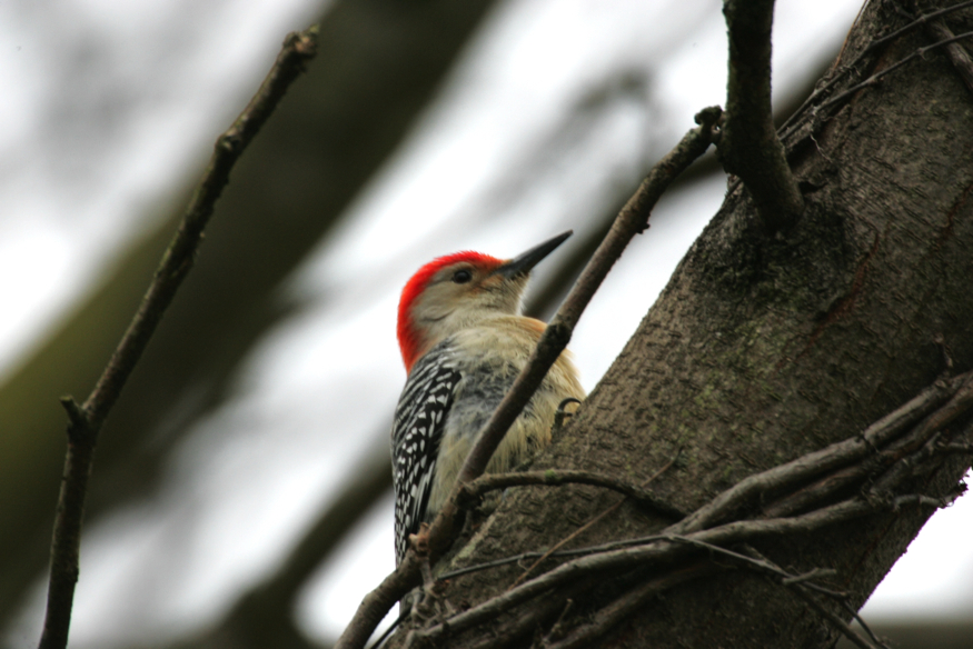 Full Size Image = 3692 K