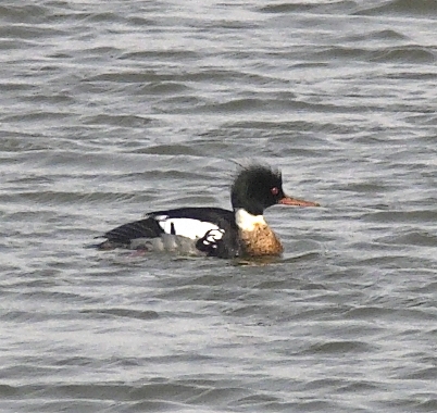 Male Red-breasted Merganser