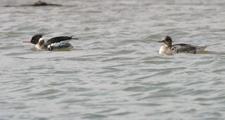 Full Size Image = 727 K