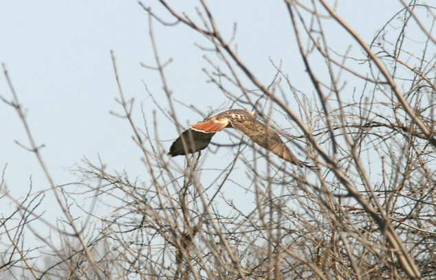 Full Size Image = 1083 K