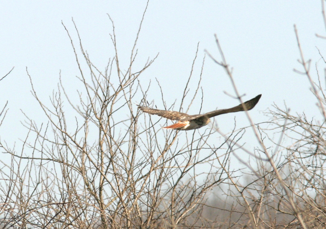 Full Size Image = 1166 K