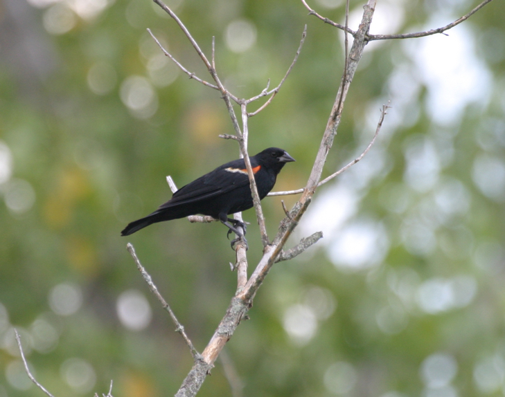 Full Size Image = 544 K