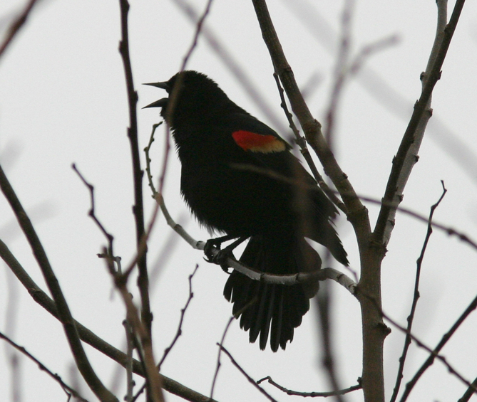 Full Size Image = 819 K