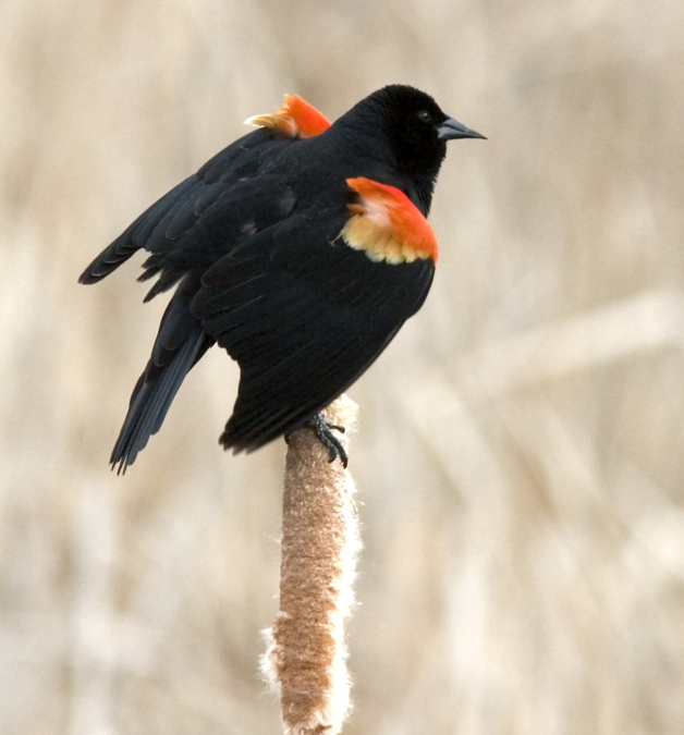 Full Size Image = 629 K