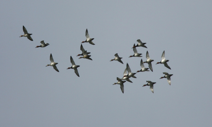 Full Size Image = 1128 K