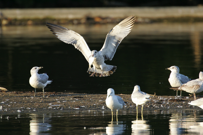 Full Size Image = 1114 K