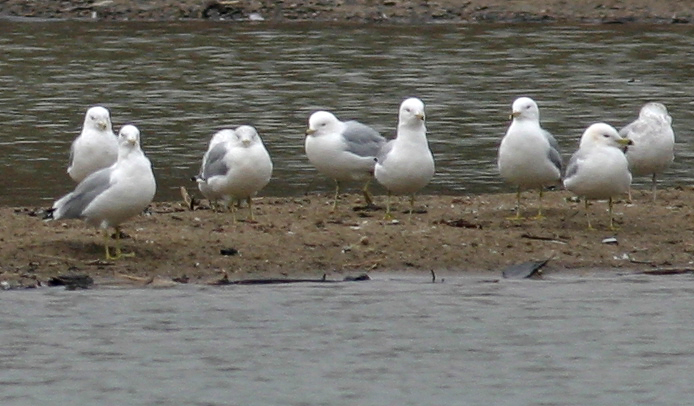 Ring-billed Gulls