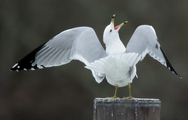 Full Size Image = 724 K