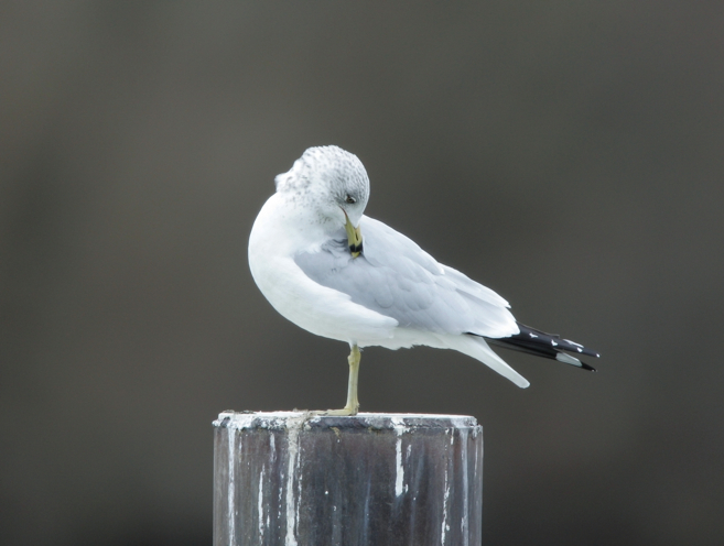 Full Size Image = 1565 K