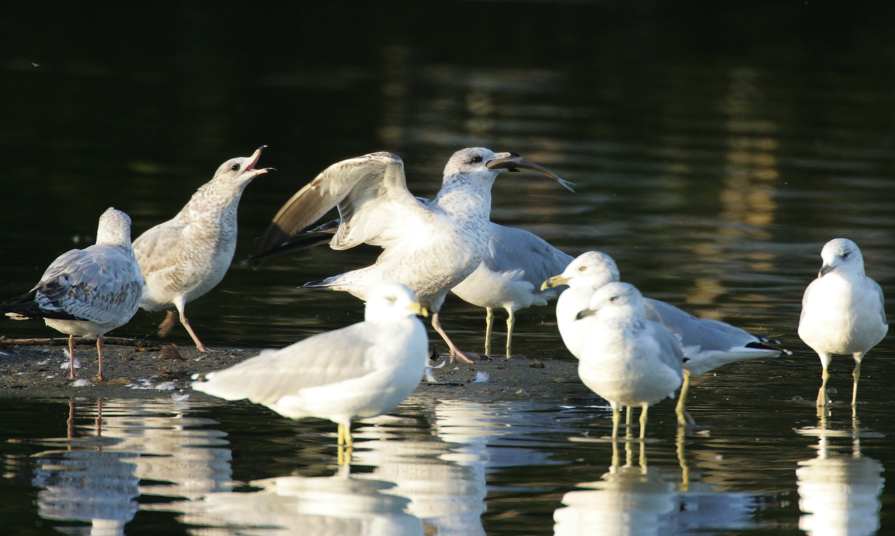 Full Size Image = 2799 K