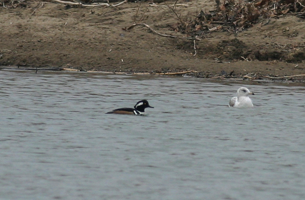 Full Size Image = 386 K