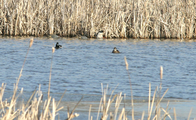 Full Size Image = 1362 K