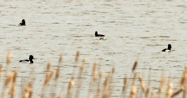 Full Size Image = 318 K