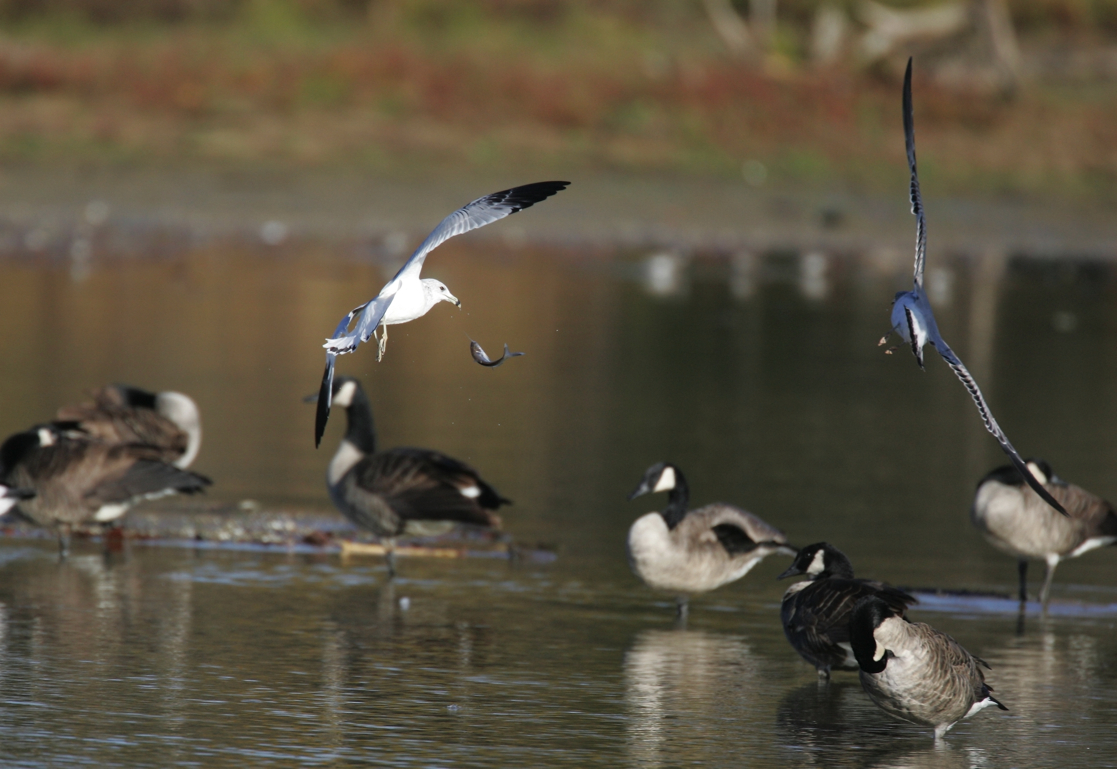 Full Size Image = 3072 K