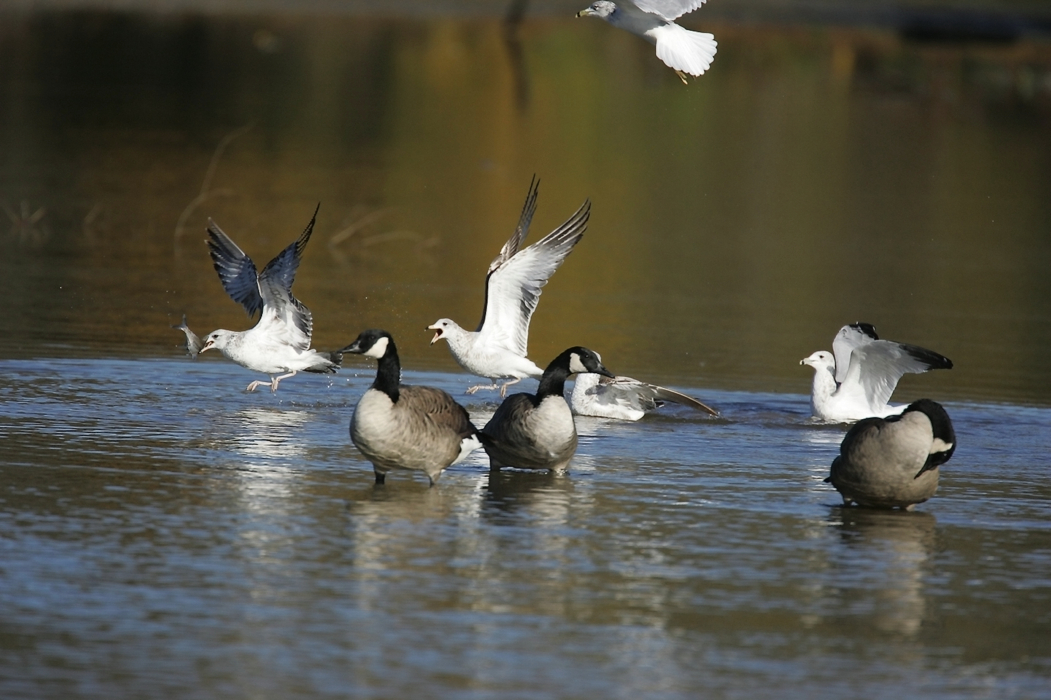 Full Size Image = 662 K