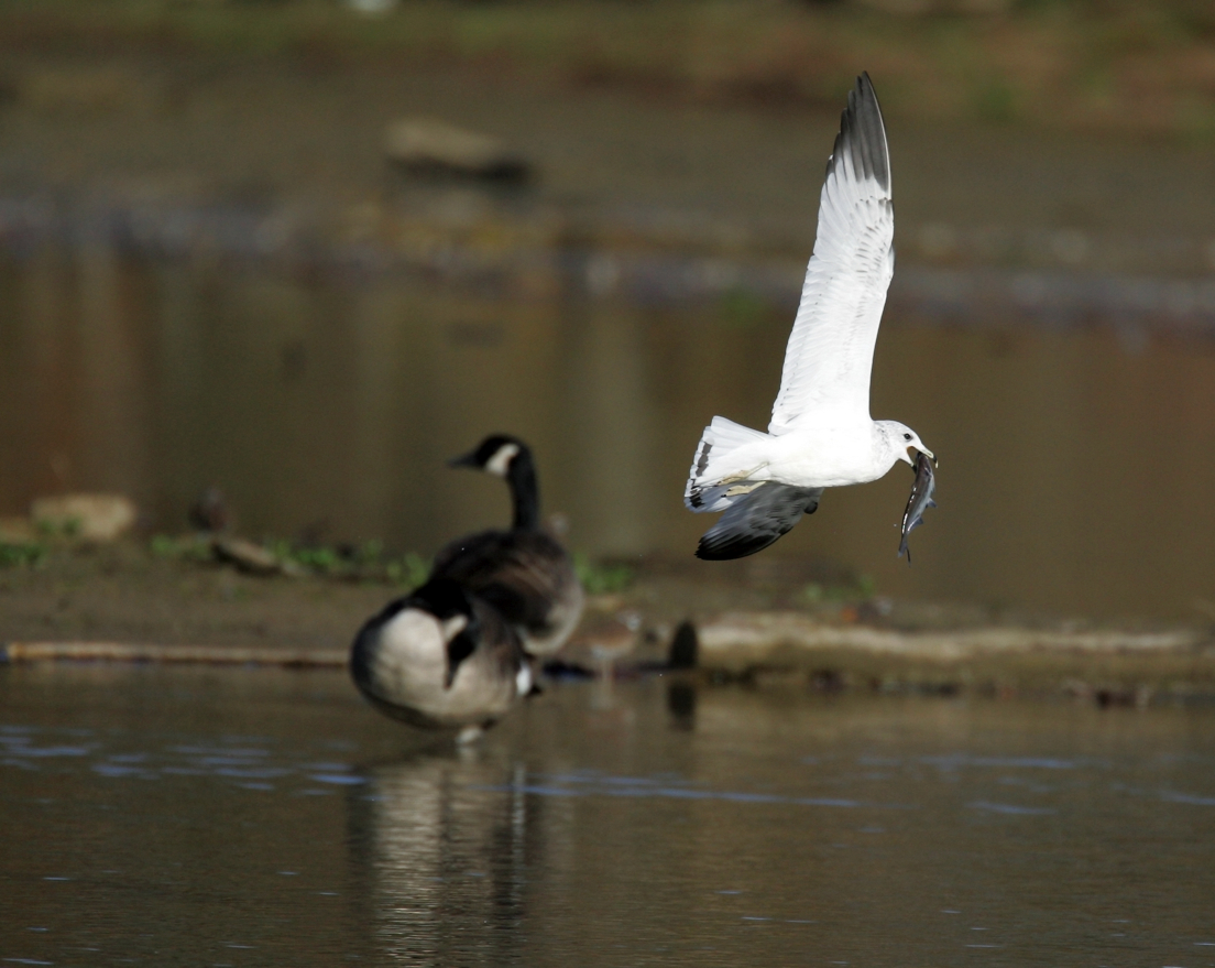 Full Size Image = 1718 K