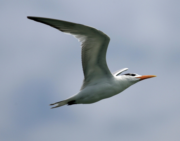 Full Size Image = 1433 K