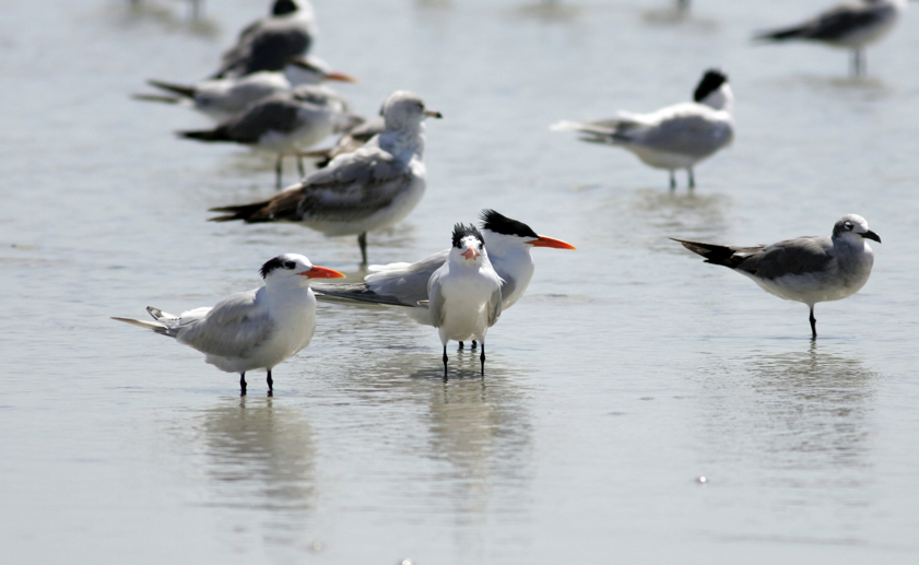 Full Size Image = 1630 K